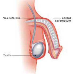 Impotence Treatment without any Surgery in Thiruvarur & Mayiladuthurai, Affordable homeopathy clinic in Thiruvarur for men